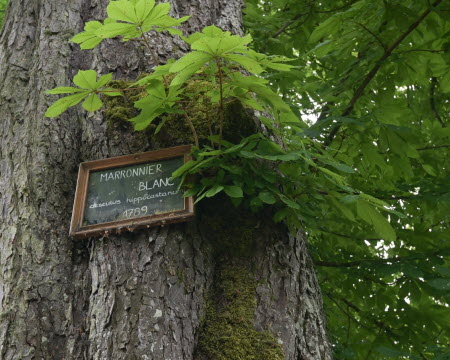 Retour sur la labellisation du marronnier de Ligny-en-Barrois (55)