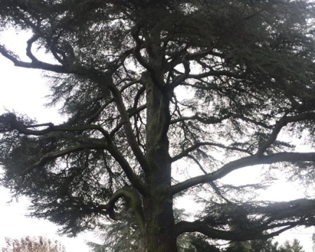 Remise de label à un cèdre à Vaucresson (92) Remise de label à un cèdre à Vaucresson (92)