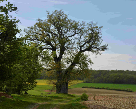 Remise de label &agrave; Jully-sur-Sarces (10)