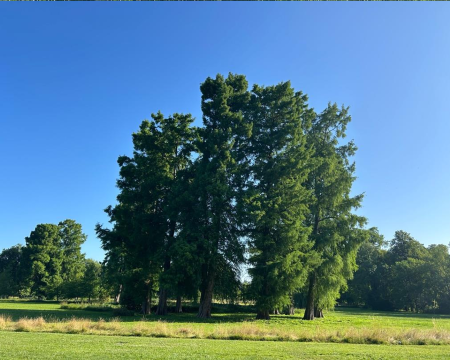 Remise de label &agrave; un ensemble de Cypr&egrave;s Chauves &agrave; Chantilly (60)
