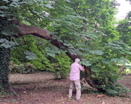 Remise de label &agrave; un marronnier &agrave; Noisiel (77)