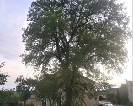 REPORTEE : Remise de label &agrave; l'orme de Nijon (Haute-Marne)