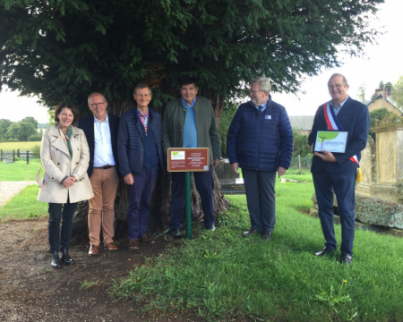 L'if de Saint-Marcouf (14)