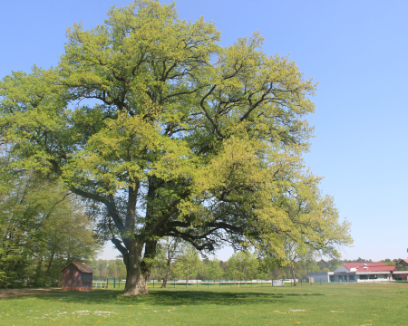 Remise de label &agrave; Wissembourg (67)
