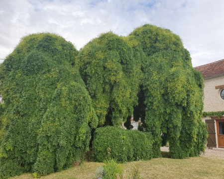 Remise de label à un sophora pleureur à Brasles (02)