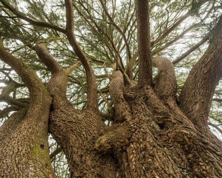 Remise de label à un cèdre à Fressines (79) Remise de label à un cèdre à Fressines (79)