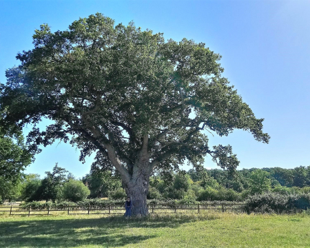 Les Ch&ecirc;nes p&eacute;doncul&eacute;s du Robillard