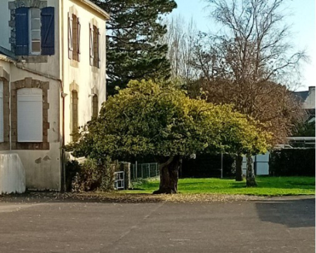 Remise de label à un fusain du Japon à Saint Pierre-Quiberon (56)
