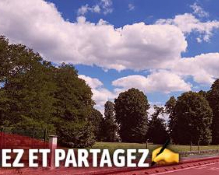 Pétition pour sauver des grands arbres à Ambares-et-Lagrave (33)