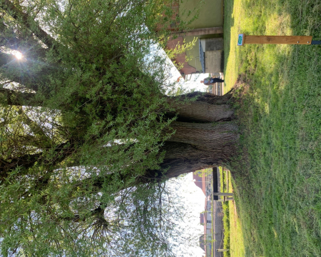 Les remises de label du printemps 2023 (5) : les arbres remarquables d'Alsace Les remises de label du printemps 2023 (5) : les arbres remarquables d'Alsace