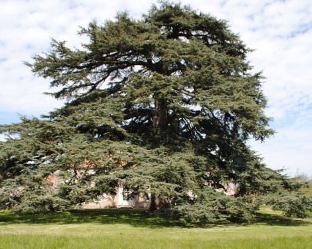 Les remises de label du printemps 2023 (3) : les arbres d'Indre-et-Loire (37)