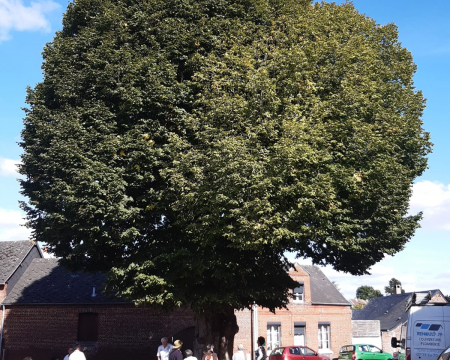 Le tilleul de Bailly-en-Rivi&egrave;re (76)