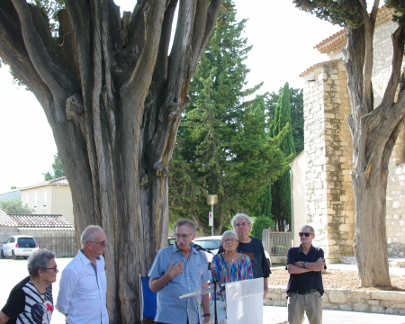 Le cypr&egrave;s de Berre l'Etang (13)