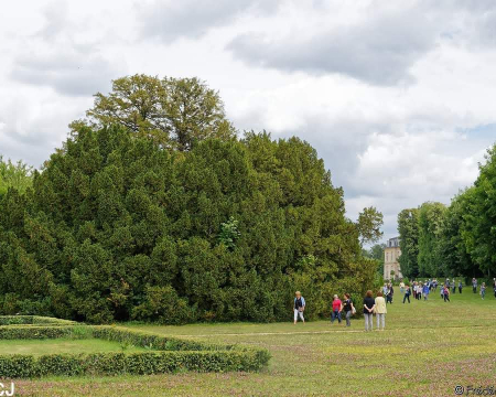 Retour en images sur la remise de label &agrave; l'if de Bossuet (77)