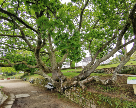 Les remises de label du printemps 2023 (4) : les arbres de Combrit Sainte-Marine (29) Les remises de label du printemps 2023 (4) : les arbres de Combrit Sainte-Marine (29)