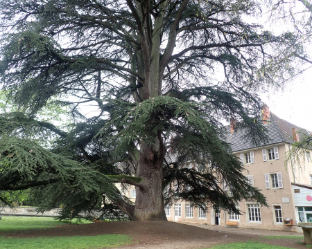 Les remises de label du printemps 2023 (1) : le c&egrave;dre de Gray (70)