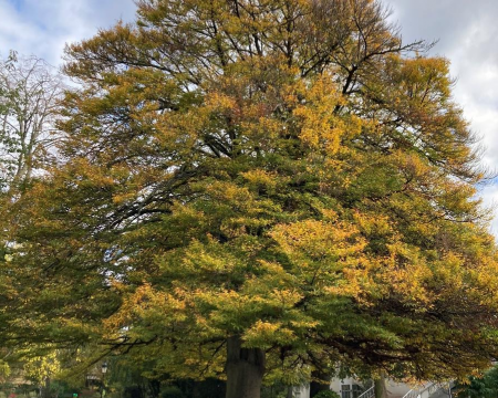 Les arbres du parc François Miterrand à Hellemmes (59)
