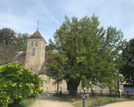 Le murier blanc de Mandres-les-Roses (94)