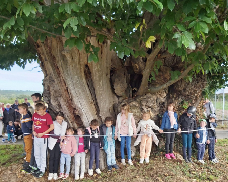 L'extraordinaire ch&acirc;taignier de Neuill&eacute; (49)