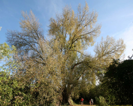 Le peuplier noir de Toutainville - Pont-Audemer (27) Le peuplier noir de Toutainville - Pont-Audemer (27)