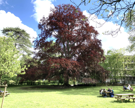 Le hêtre pourpre du lycée Lakanal à Sceaux (92) Le hêtre pourpre du lycée Lakanal à Sceaux (92)
