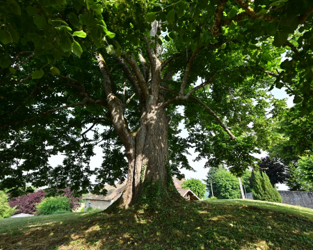 Les remises de label de l'&eacute;t&eacute; 2023 (2) : le tilleul du Puids &agrave; Saint-Avit-sur-Tardes (23)