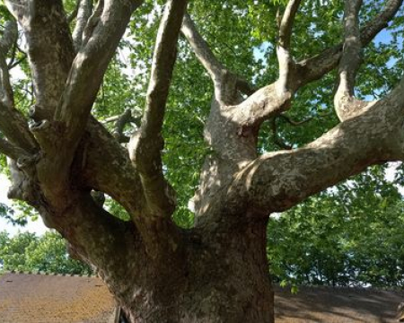 Les arbres remarquables de Sucy-en-Brie (94)
