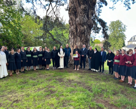 Le pin noir du château de Ternay (78) Le pin noir du château de Ternay (78)
