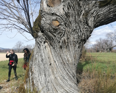 Les arbres du Vaucluse (84)