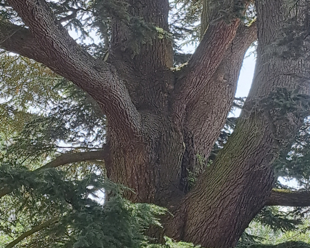 Retour en images sur la remise de label au c&egrave;dre du domaine Le Gallois &agrave; Villemer (77)