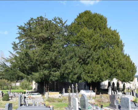 Les ifs de Gouffern en Auge (61) Les ifs de Gouffern en Auge (61)