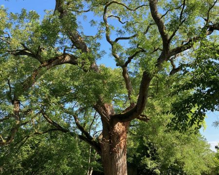Remise de label à un sophora du Japon à Dampierre-sur-Loire (49)