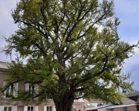 L'Ensemble arbor&eacute; remarquable d'Orgeval et le Ginkgo de Meung-sur-Loire