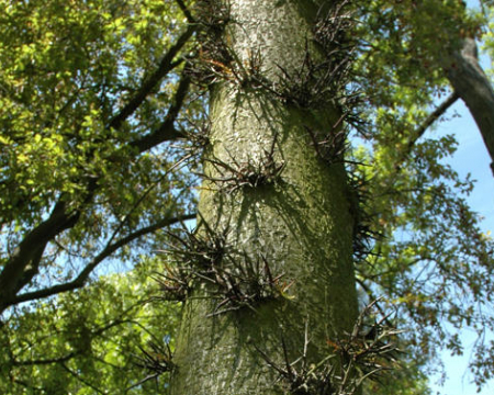 Remise de label &agrave; l'arboretum de Grignon