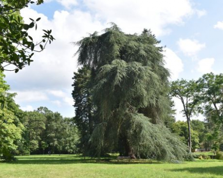 Les arbres du parc du château de la Droitière