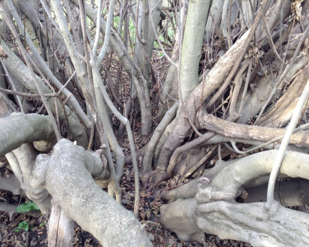 Le mariage d'un figuier et d'un noyer &agrave; Coudoux (13)