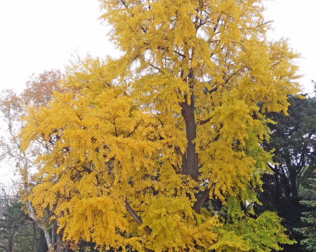 Remise de label au ginkgo du parc Montsouris (75)