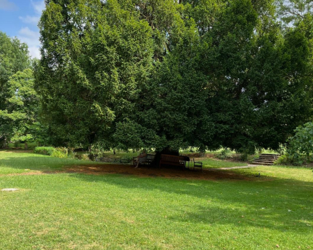 Remise de label pour l'if de Beaune-d'Allier (03)