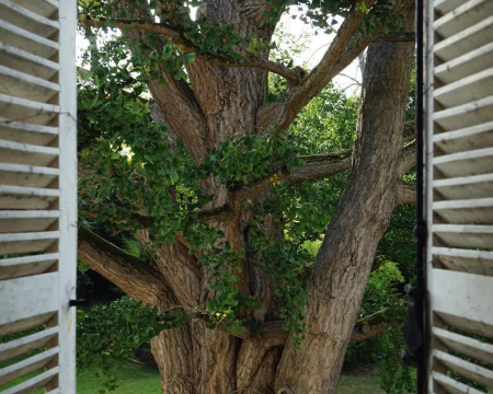 Les arbres labellis&eacute;s du d&eacute;but de l'ann&eacute;e 2022