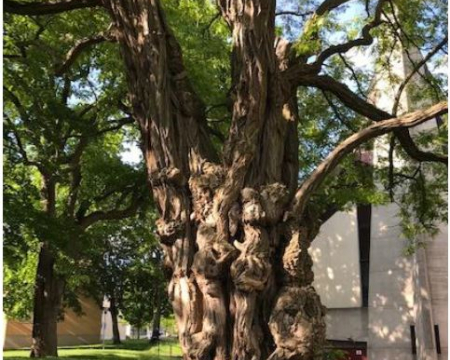 Le robinier de Ch&acirc;tenay-Malabry (92)