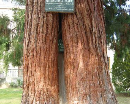 Remise de label au séquoia géant d'Alet-les-Bains (11)