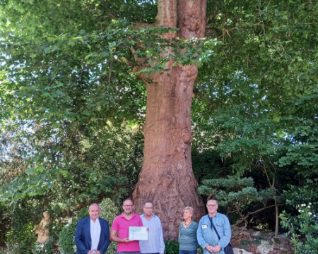 Le platane de Gisors (27) a re&ccedil;u son label