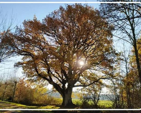 Remise de label au chêne du roi Soleil à Saint-Eman (28)