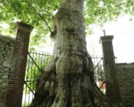 Le platane dévoreur de Couilly-Pont-aux-Dames (77) Le platane dévoreur de Couilly-Pont-aux-Dames (77)