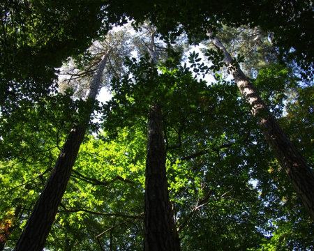 Remise de label à Villers-Cotterêts (02) Remise de label à Villers-Cotterêts (02)