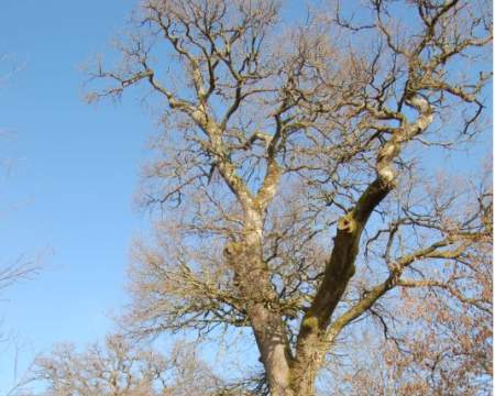 Remise de label à Voisey (52) Remise de label à Voisey (52)