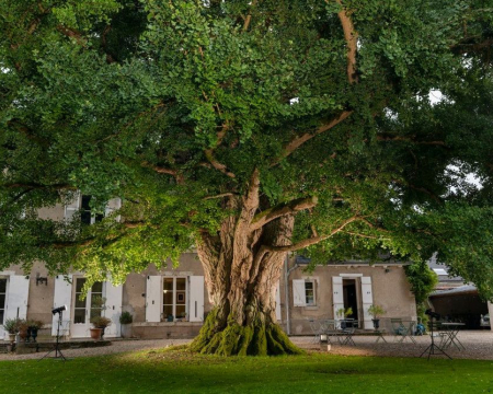 C&eacute;r&eacute;monie de l'arbre europ&eacute;en de l'ann&eacute;e 2026