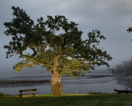 L'arbre de l'année 2024 L'arbre de l'année 2024