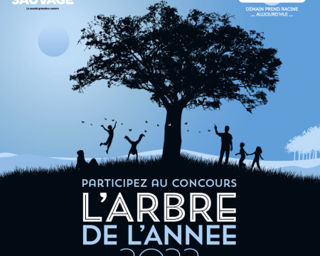 Arbre de l'année 2022 : envoyez vos candidatures ! Arbre de l'année 2022 : envoyez vos candidatures !