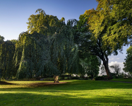 L'arbre de l'année 2022